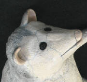 possumface_r1.jpg