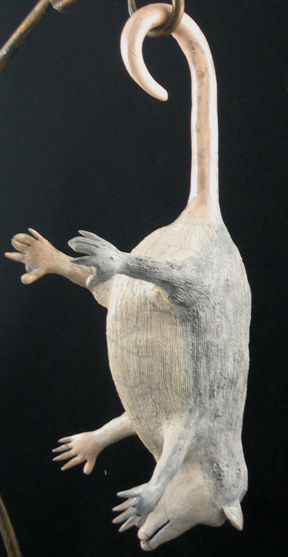 hangingpossum.jpg